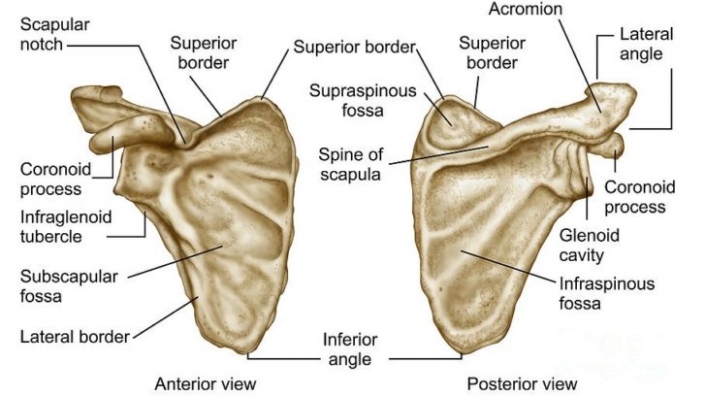 Shoulder impingement syndrome : Contribution of scapula ...