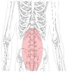 https://proactivephysioknowledge.com/wp-content/uploads/2018/04/Effect-of-wearing-of-tight-jeans-on-lumbar-and-Hip-movement-during-trunk-flexion..png