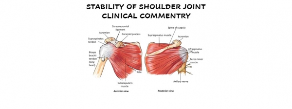 STABILITY OF SHOULDER JOINT – Proactive Physio Knowledge